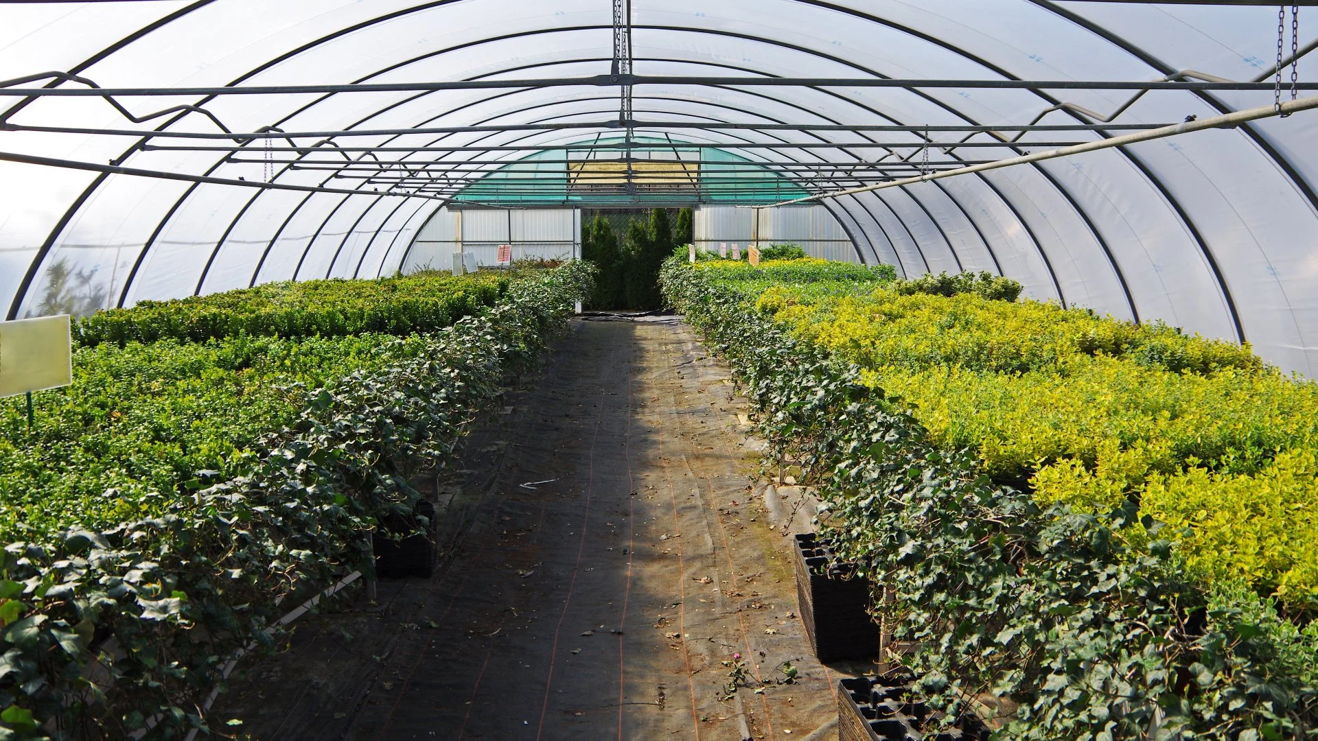 Want Your Nursery to Thrive? Work With an Agricultural Irrigation Company